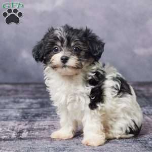 Ashley, Havachon Puppy
